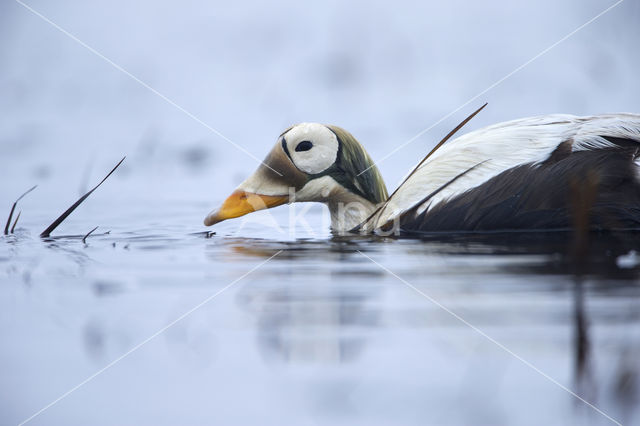 Spectacled Eider (Somateria fischeri)