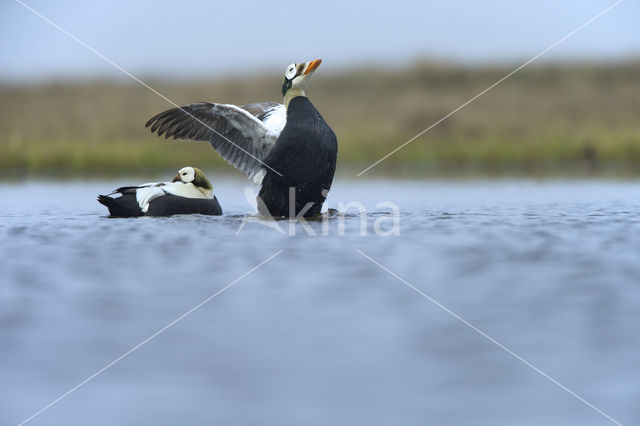 Spectacled Eider (Somateria fischeri)