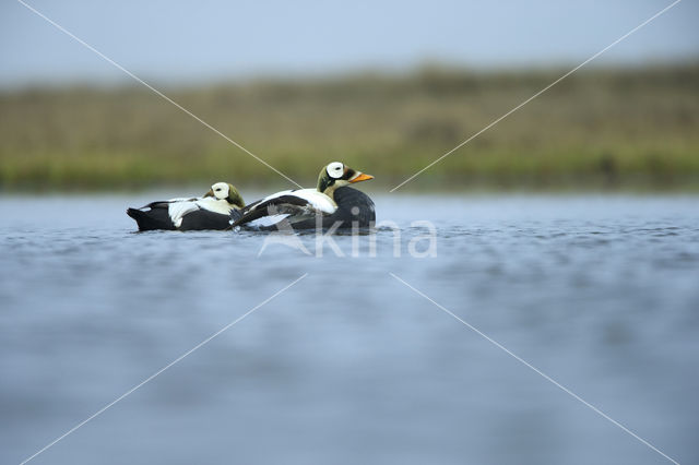 Spectacled Eider (Somateria fischeri)