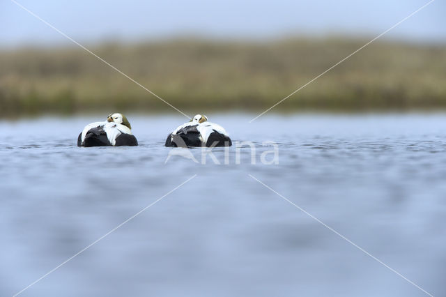 Spectacled Eider (Somateria fischeri)