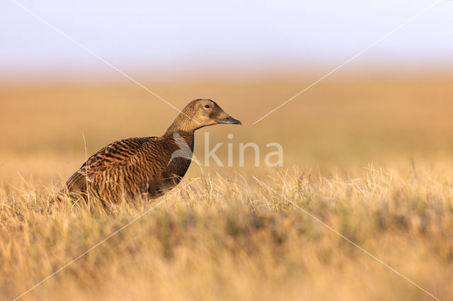 Spectacled Eider (Somateria fischeri)