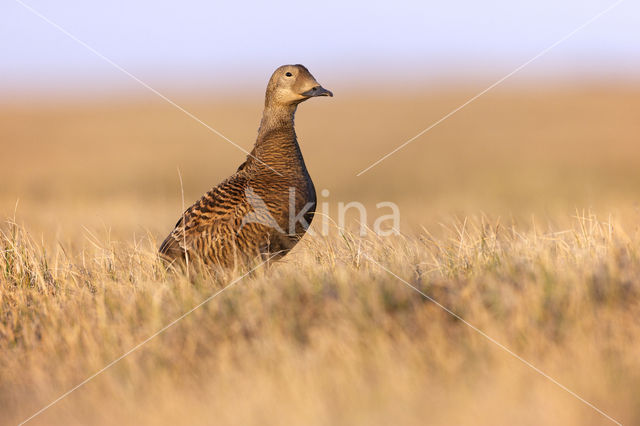 Spectacled Eider (Somateria fischeri)