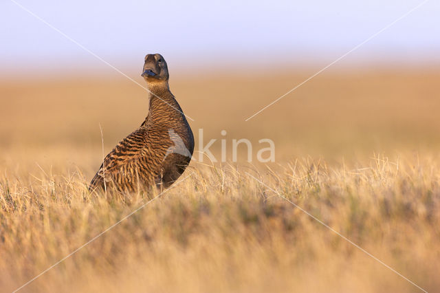 Spectacled Eider (Somateria fischeri)