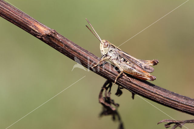 Orange-tipped Grasshopper (Omocestus heamorrhoidalis)