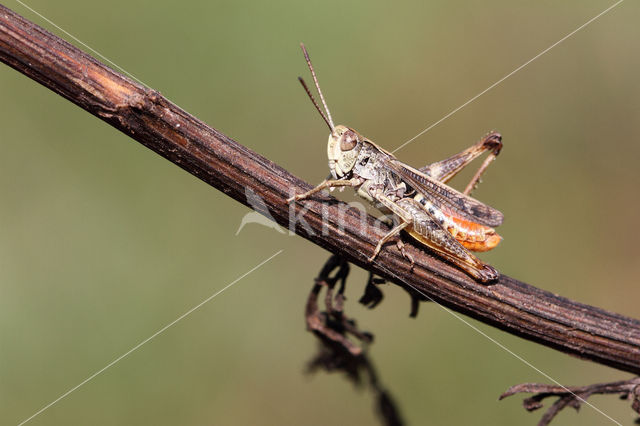 Orange-tipped Grasshopper (Omocestus heamorrhoidalis)