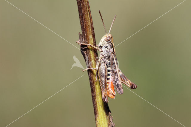 Orange-tipped Grasshopper (Omocestus heamorrhoidalis)