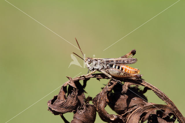 Bruin schavertje (Omocestus heamorrhoidalis)