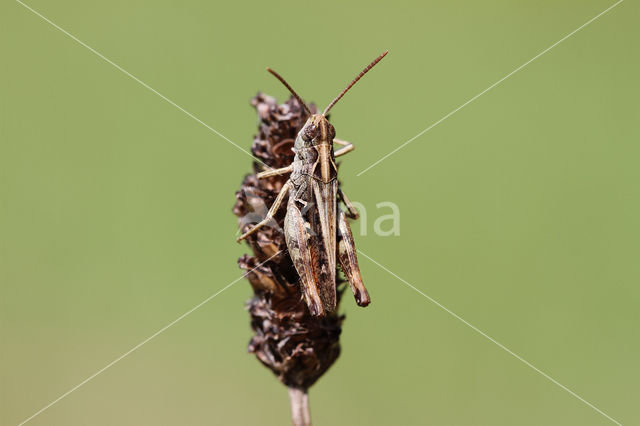 Orange-tipped Grasshopper (Omocestus heamorrhoidalis)