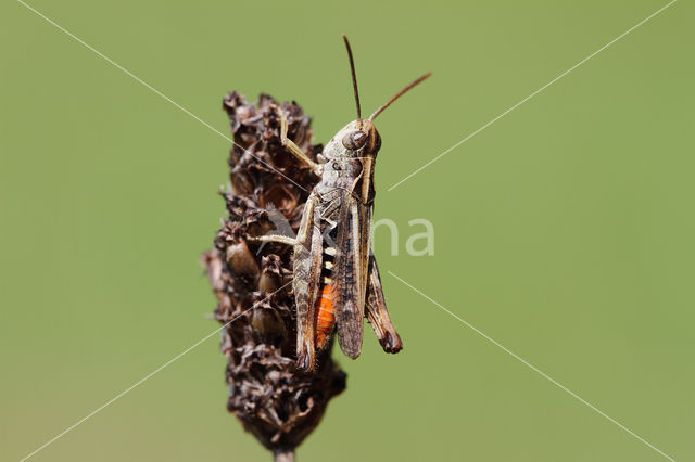 Orange-tipped Grasshopper (Omocestus heamorrhoidalis)