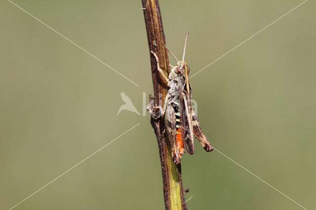 Orange-tipped Grasshopper (Omocestus heamorrhoidalis)