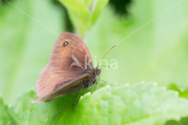 Bruin zandoogje (Maniola jurtina)