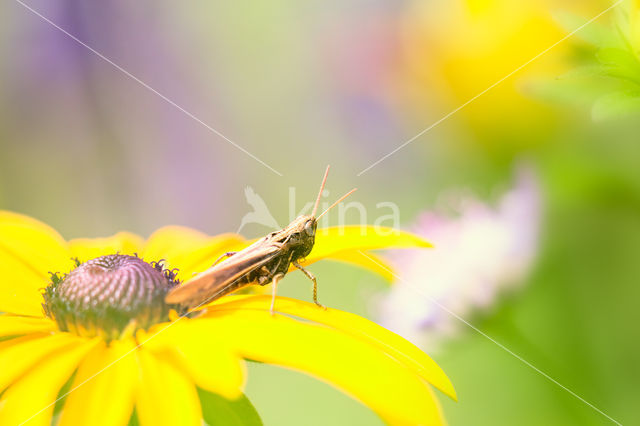 Bruine sprinkhaan (Chorthippus brunneus)