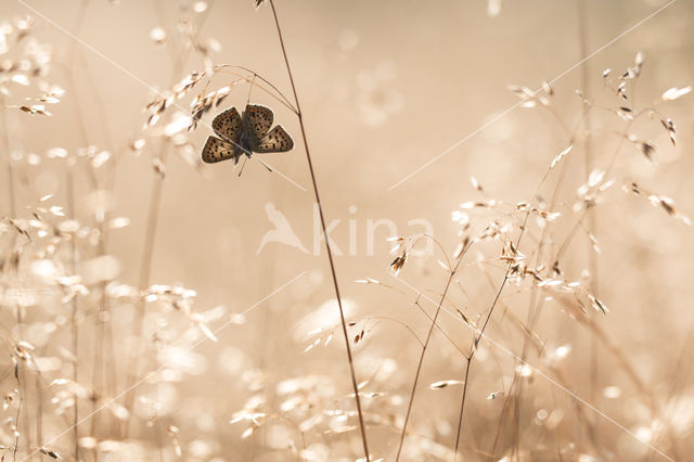 Bruine vuurvlinder (Lycaena tityrus)