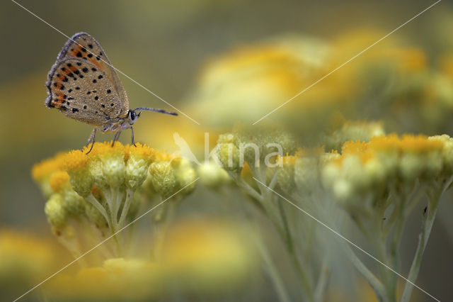 Bruine vuurvlinder (Lycaena tityrus)