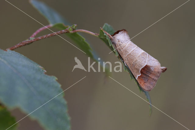 Bruine wapendrager (Clostera curtula)