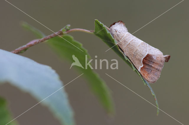 Bruine wapendrager (Clostera curtula)