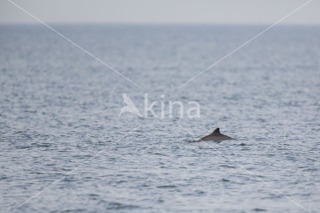 Harbour Porpoise (Phocoena phocoena)