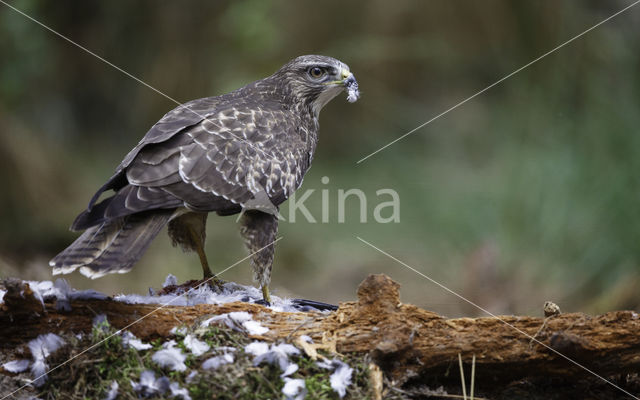 Common Buzzard (Buteo buteo)