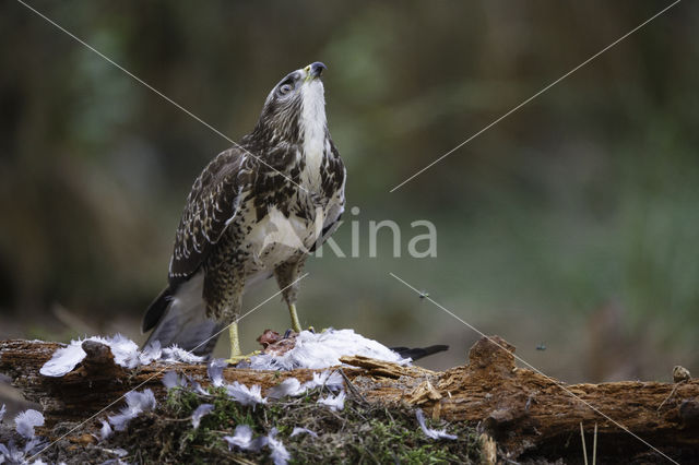 Buizerd (Buteo buteo)