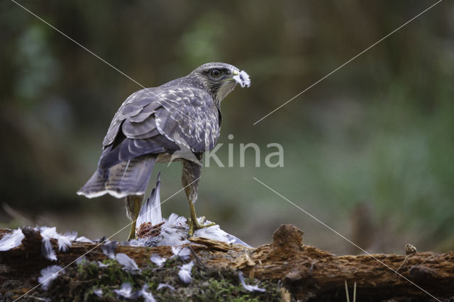 Common Buzzard (Buteo buteo)