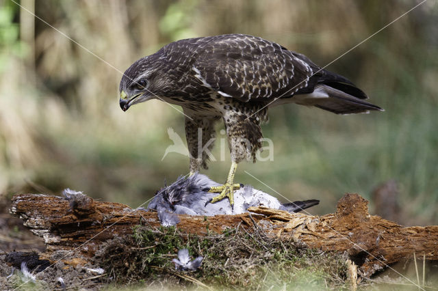 Buizerd (Buteo buteo)