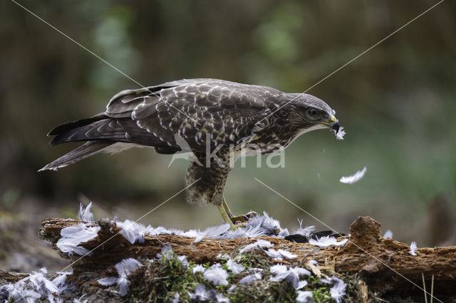 Common Buzzard (Buteo buteo)