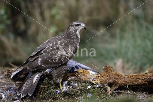 Common Buzzard (Buteo buteo)