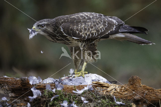 Common Buzzard (Buteo buteo)