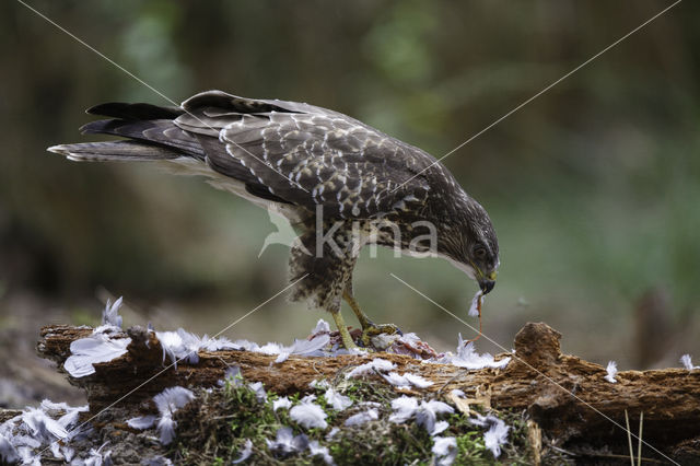 Common Buzzard (Buteo buteo)