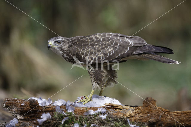 Common Buzzard (Buteo buteo)