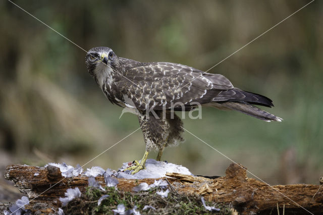 Common Buzzard (Buteo buteo)