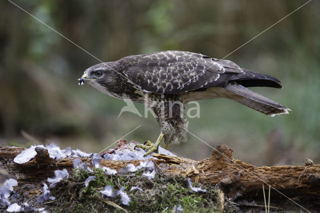 Common Buzzard (Buteo buteo)