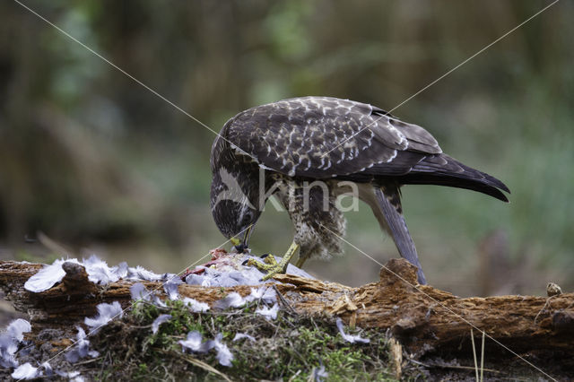 Common Buzzard (Buteo buteo)