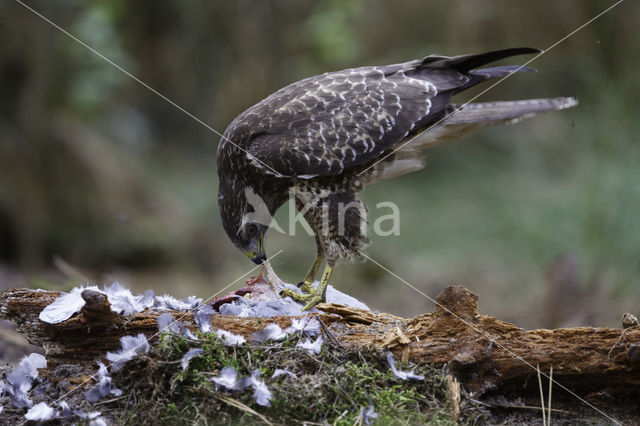 Common Buzzard (Buteo buteo)