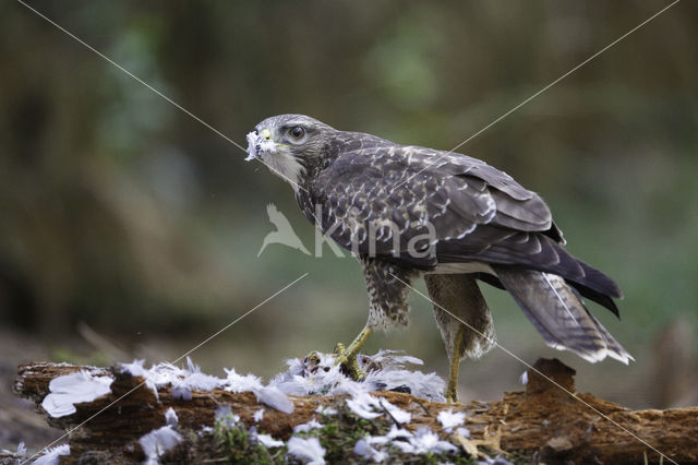 Buizerd (Buteo buteo)