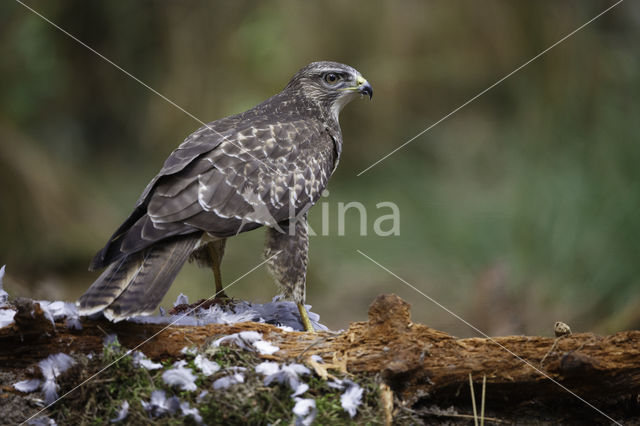 Buizerd (Buteo buteo)