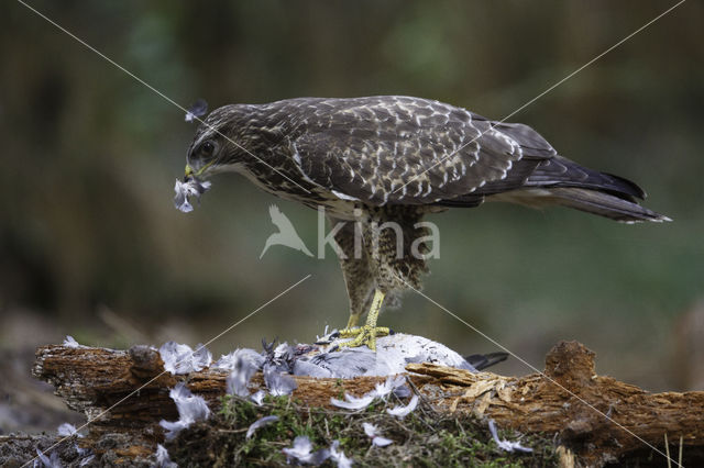 Buizerd (Buteo buteo)