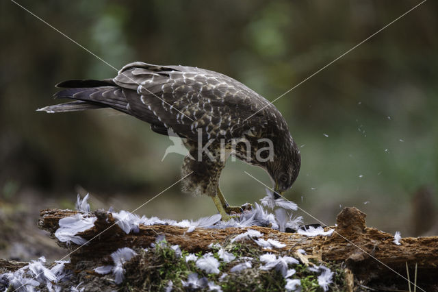 Common Buzzard (Buteo buteo)