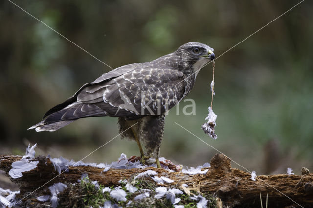 Buizerd (Buteo buteo)