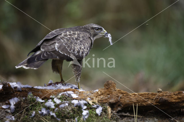 Buizerd (Buteo buteo)