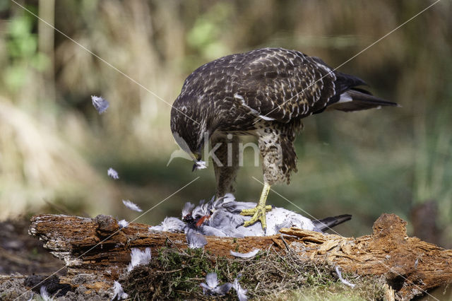 Buizerd (Buteo buteo)