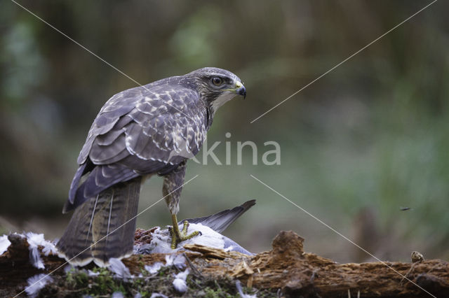 Buizerd (Buteo buteo)