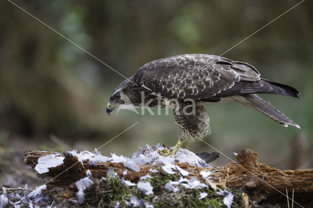 Buizerd (Buteo buteo)