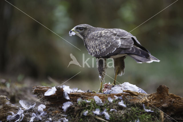 Buizerd (Buteo buteo)