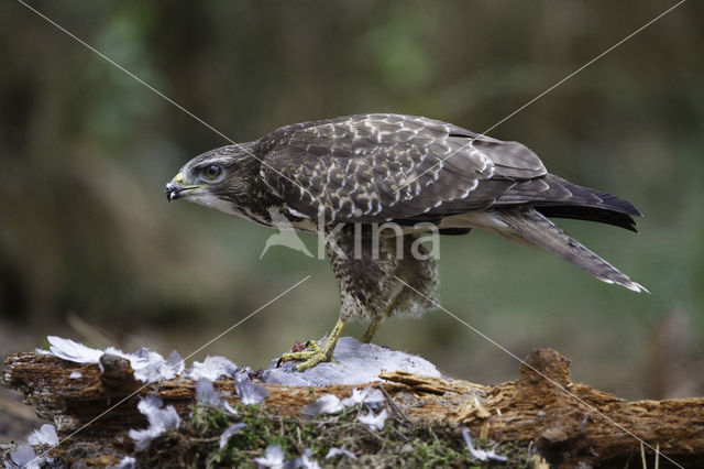 Common Buzzard (Buteo buteo)