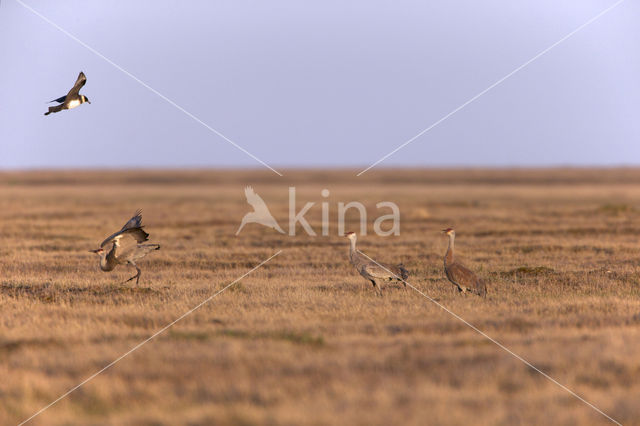 Cuba Sandhill Crane (Grus canadensis nesiotes)