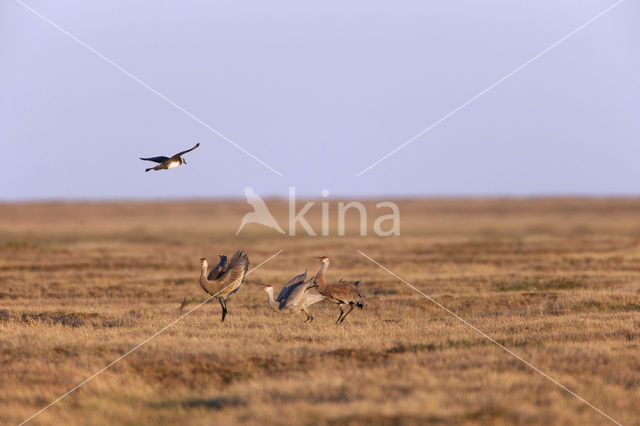 Cuba Sandhill Crane (Grus canadensis nesiotes)