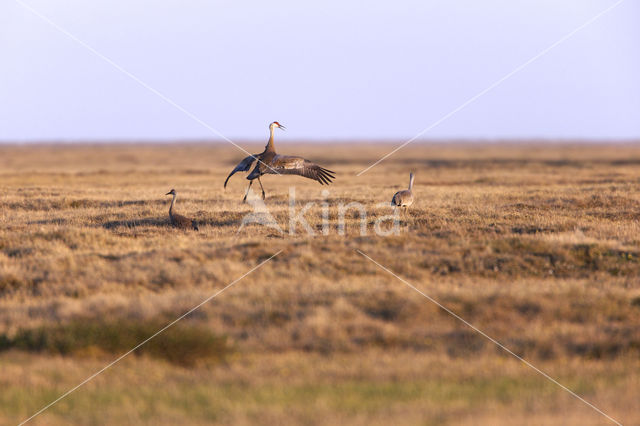 Canadese Kraanvogel (Grus canadensis nesiotes)