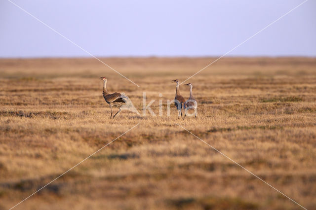 Cuba Sandhill Crane (Grus canadensis nesiotes)