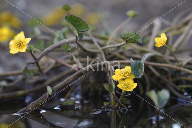 Arctic Buttercup (Catha palustris Flabellifolia)